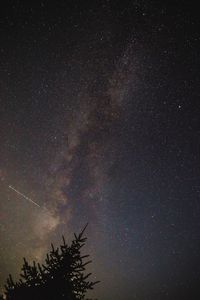 Low angle view of silhouette trees against star field