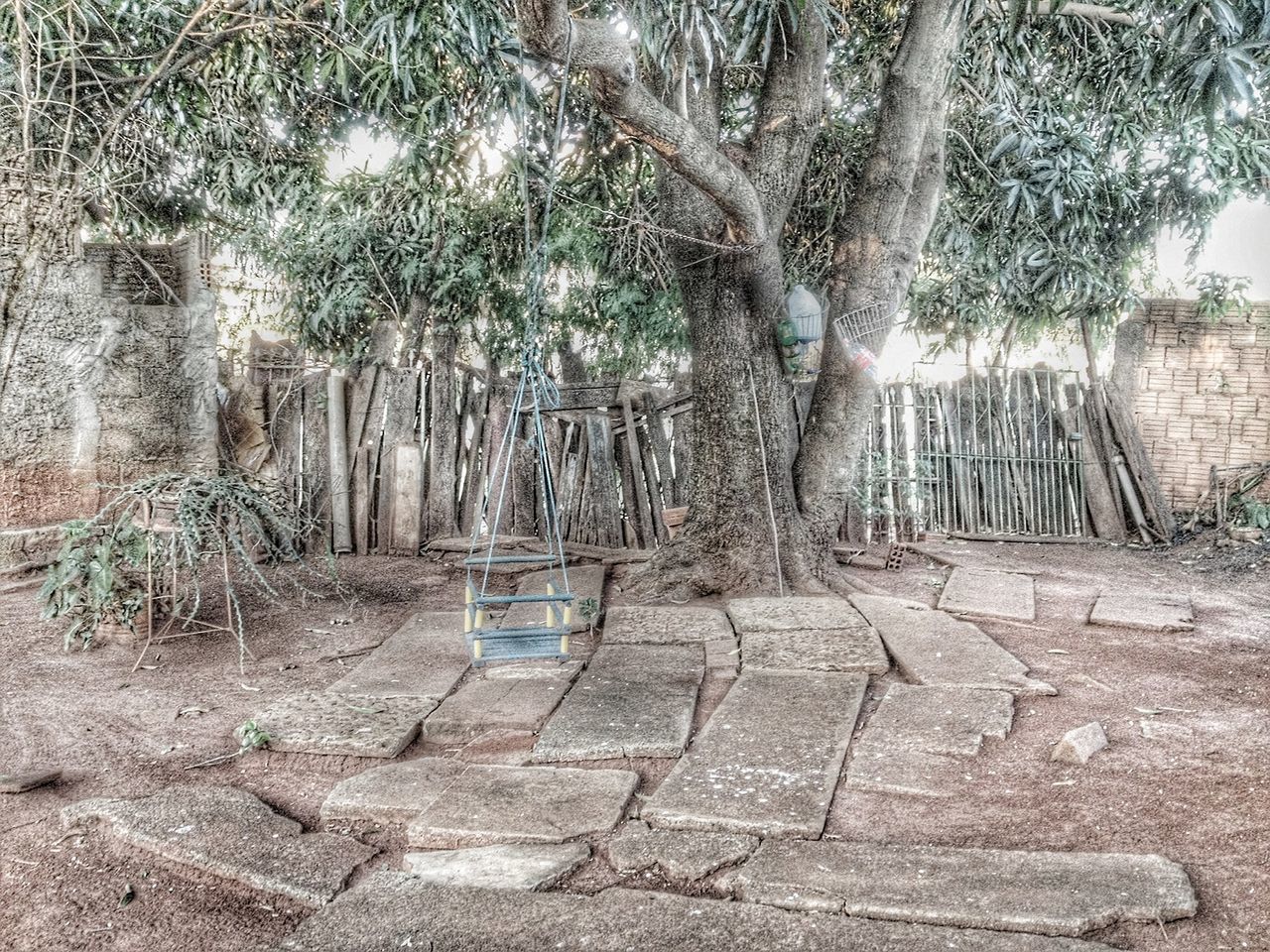 tree, built structure, architecture, growth, wall - building feature, day, tree trunk, sunlight, plant, abandoned, no people, nature, old, the way forward, empty, absence, steps, tranquility, wood - material, outdoors