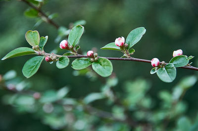 Close-up of flowering plant on tree
