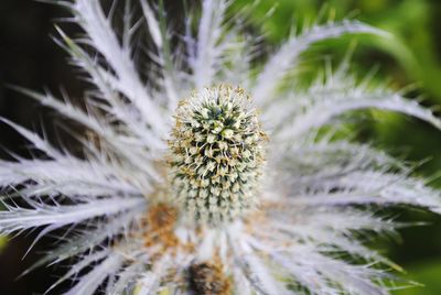 Close-up of plant growing outdoors