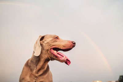 Close-up of a dog looking away against sky