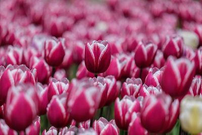 Close-up of pink tulips