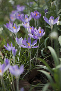 Close-up of purple crocus flowers on field