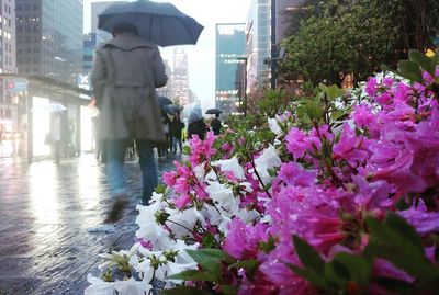 Flowers on wet street in rainy season