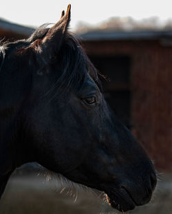 Close-up of horse