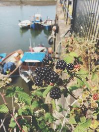 Close-up of fruits growing in farm