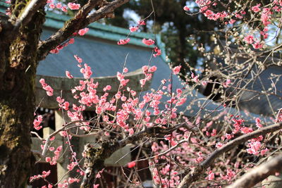 Close-up of flowers on tree