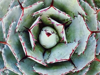 High angle view of cactus