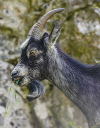 Close-up of goat on rocks