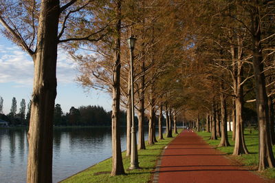 Footpath amidst trees in park