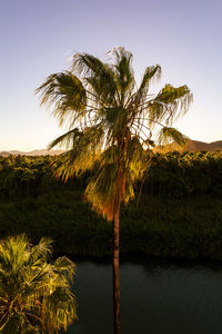 Scenic view of palm trees against clear sky