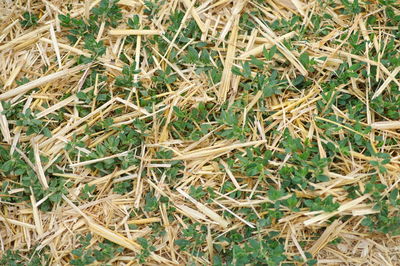 Full frame shot of dry grass on field