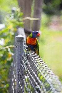 Close-up of rainbow lorikeet perching on fence