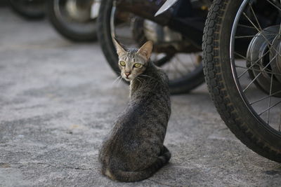 Close-up of a cat looking away