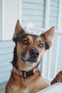 Close-up portrait of dog looking at home