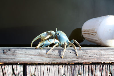 Close-up of insect on wooden table