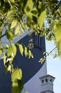 Low angle view of tree against building