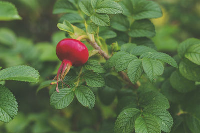 Close-up of strawberry growing on tree