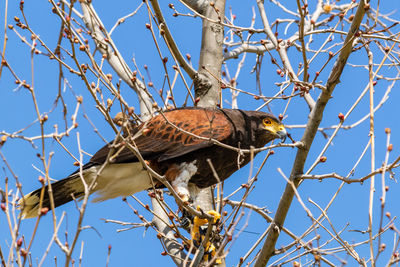 Low angle view of hawk perching on bare tree against clear blue sky