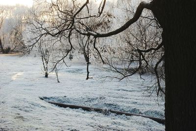 Bare trees against sky