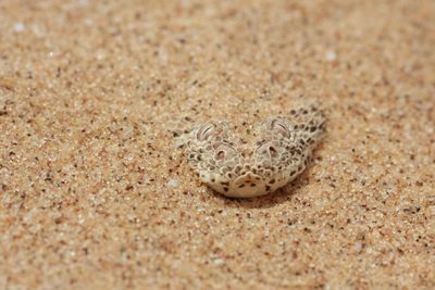 Close-up of snake on sand