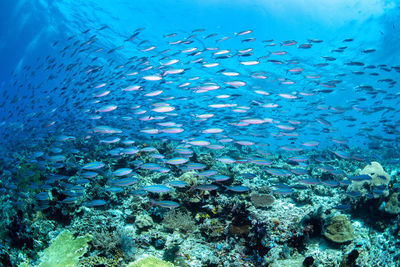 Fish swimming in sea