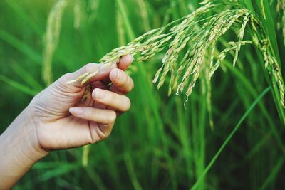 Cropped hand of person touching crop in farm