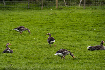 Ducks on grassy field