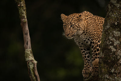 Low angle view of leopard relaxing on branch in forest