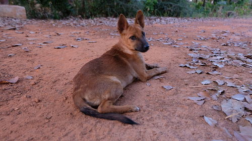 Close-up of lion lying down