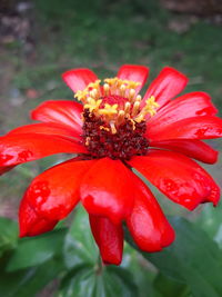 Close-up of red flower