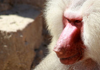 Close-up of monkey