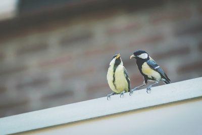 Close-up of bird perching outdoors