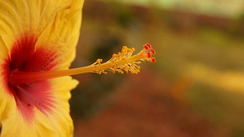 Close-up of flower against blurred background