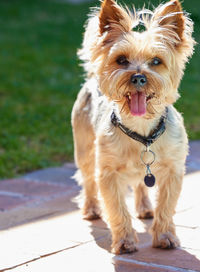 Portrait of dog on field