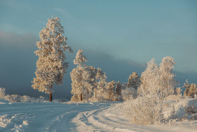 Trees on snow covered field against sky