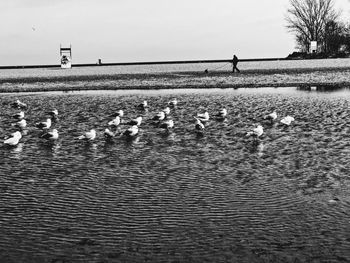 View of birds on land by lake against sky