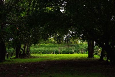 Trees on field
