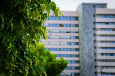 Close-up of plant against building