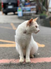 Cat looking away on road