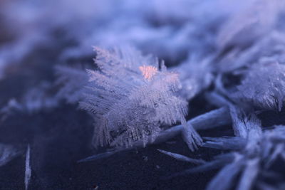 Close-up of frozen plant