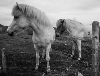 Horse grazing on field