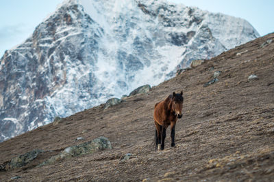 Horse standing on mountain during winter