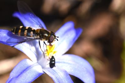 Close-up of insect on flower