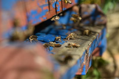 Close-up of rusty metal on wood