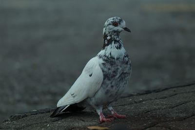 Close-up of bird perching on rock