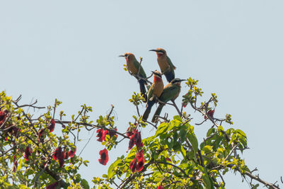 Low angle view of birds perching on tree