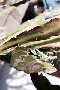 Close-up of succulent plant