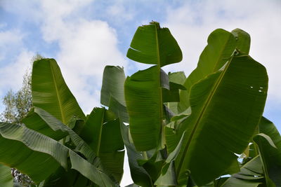 Low angle view of banana tree against sky