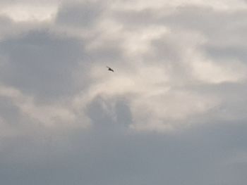 Low angle view of bird flying in sky